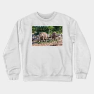 Pair of Asian Elephants eating Crewneck Sweatshirt